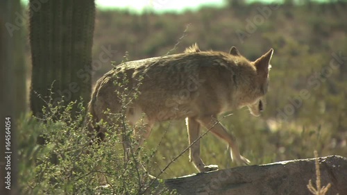 Coyotes Walking Around The Desert 1