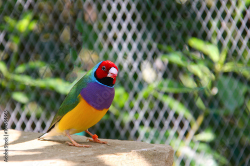 Photographie The Gouldian finch or Erythrura gouldiae, male, aka the Lady Gouldian finch, Gou