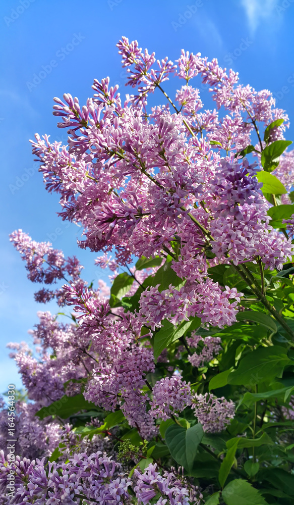 Spring branches with blossoming lilac flowers