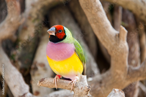 Fotografía The Gouldian finch or Erythrura gouldiae, male, aka the Lady Gouldian finch, Gou