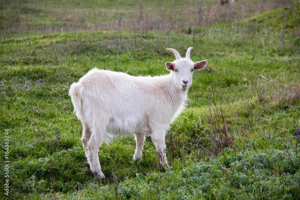 One white goat on green grass in a field One white goat on green grass in a field