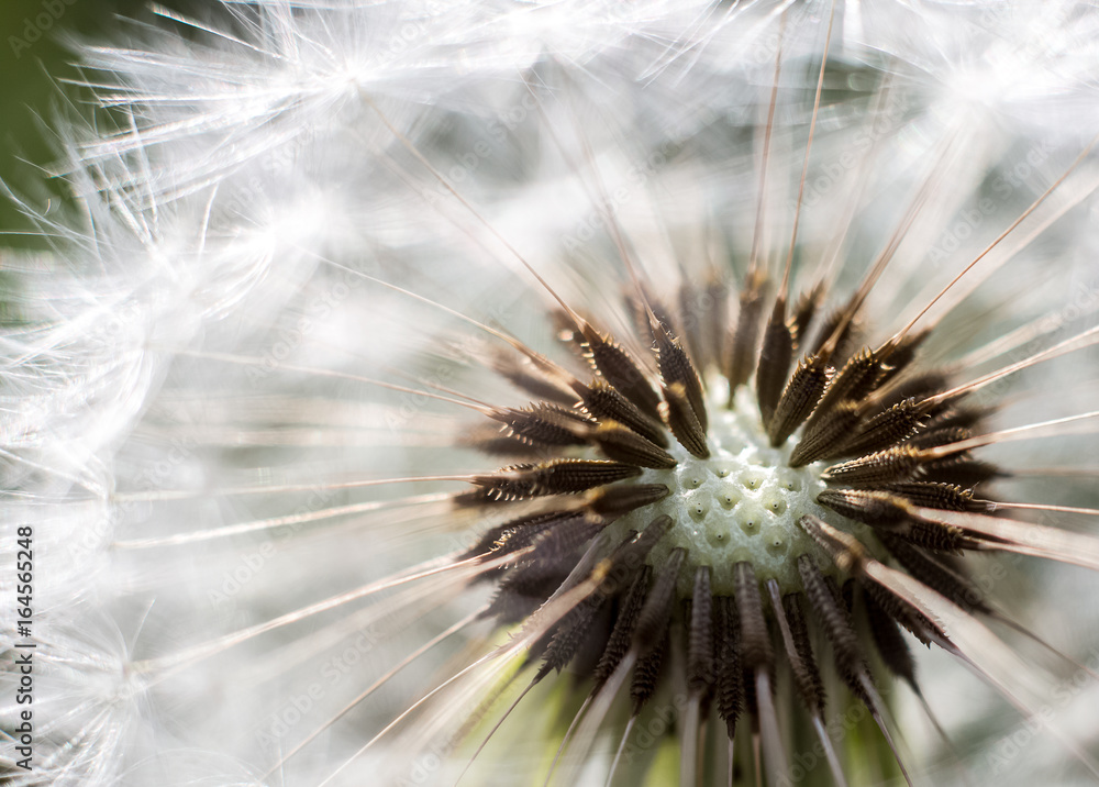 Fototapeta premium Dandelion