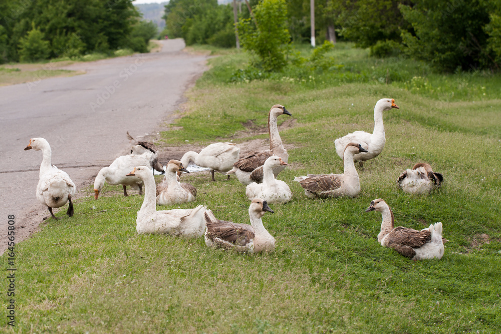 Flock of geese on the grass near the road Flock of geese on the grass near the road