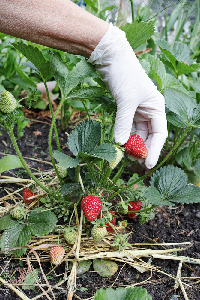 Fototapeta premium Hand in glove and berry on a bush of a strawberry