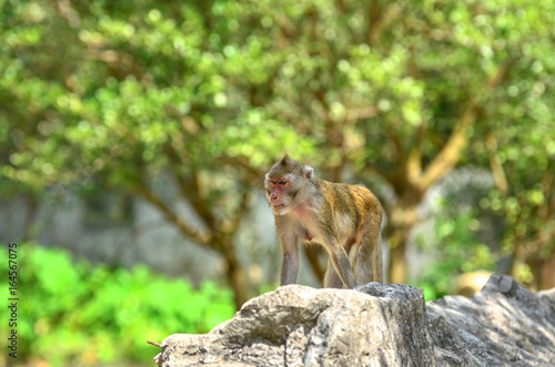 Wildlife monkey in green nature