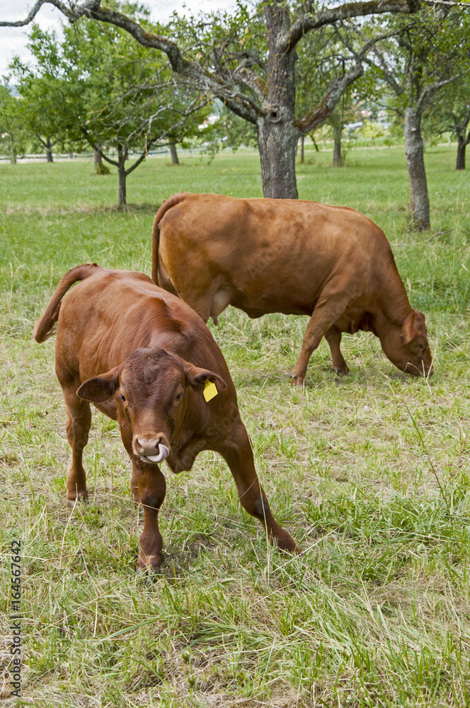 cattle cow angus bio on a field cattle cow angus bio on a field