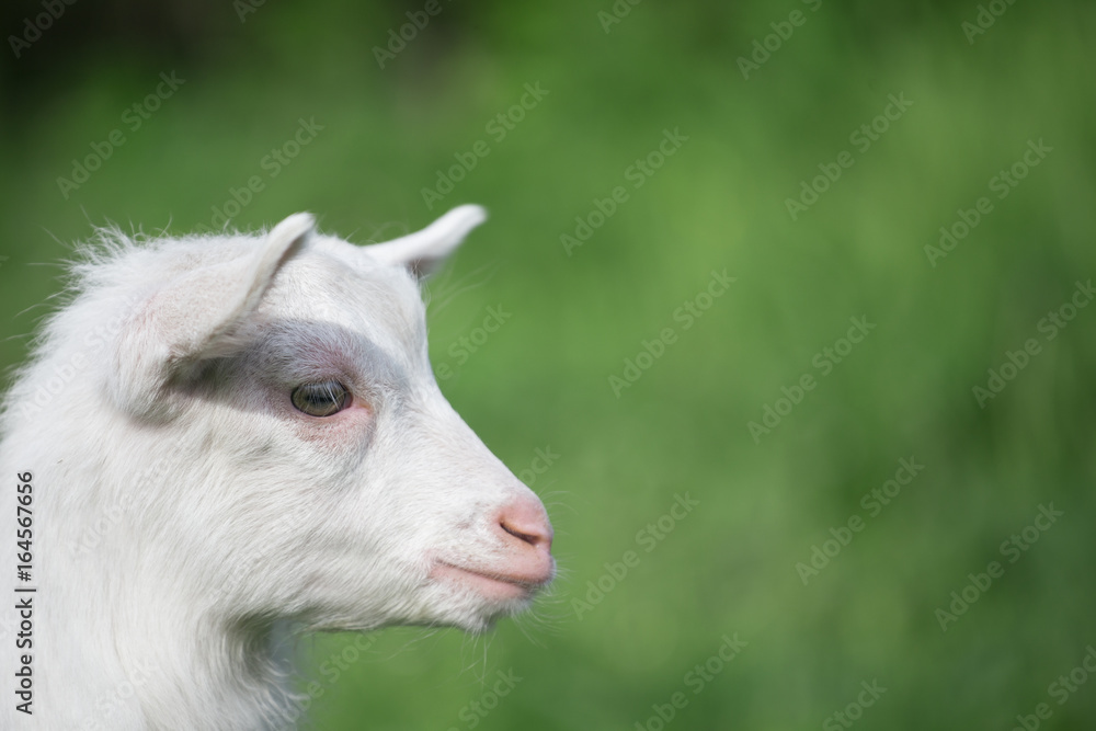 Portrait of a white goat