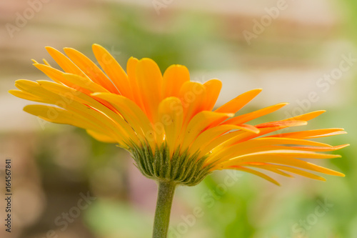 yellow gerbera closeup