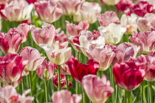 closeup of white and pink tulips. Field of blooming tulips.