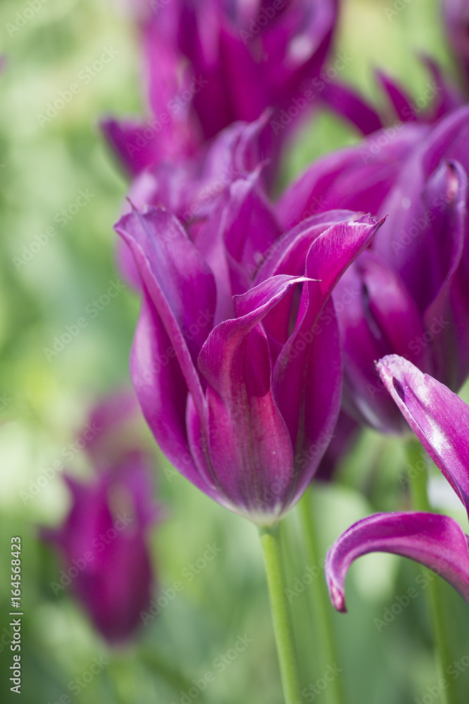field of purple tulips. Selective focus.
