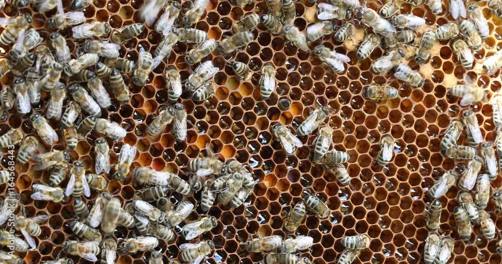 The bee hive is shot close-up in the summer on an apiary The bee hive is shot close-up in the summer on an apiary