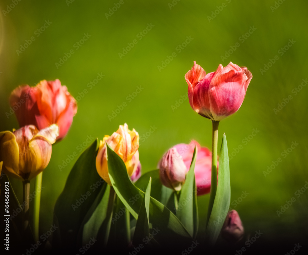 Fototapeta premium Tulip