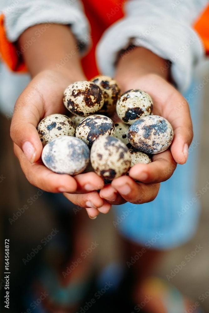 Quail eggs in hand close-up. Eggs quail Quail eggs in hand close-up. Eggs quail