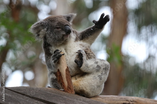 Photography Koala