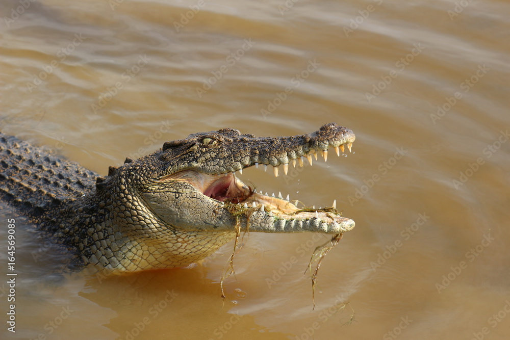 Obraz premium Saltwater Crocodile