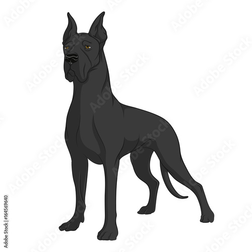 Color image of a black Great Dane. Isolated vector object on white background. © rizik_pic