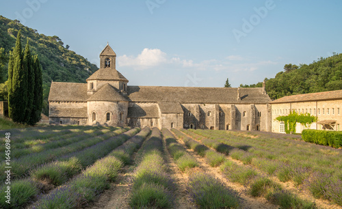 Scenic Senanque abbey near Gordes and blooming lavender fields, Provence, France photo