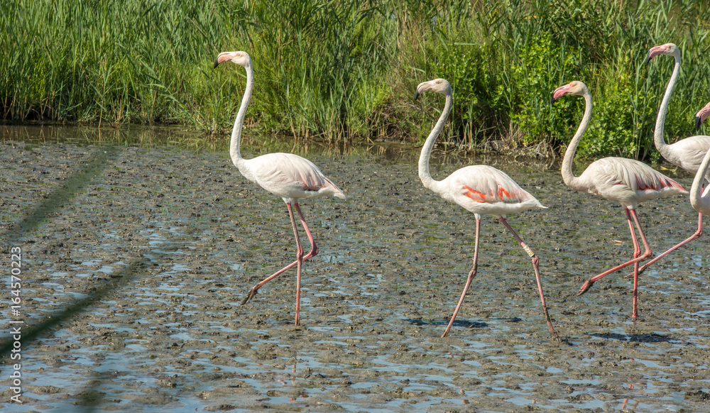 Obraz premium Pink flamingos in Camargue national park in Provence, France