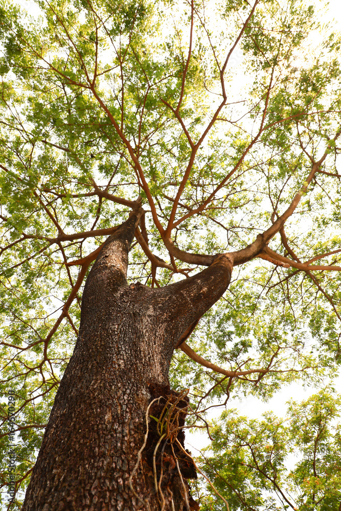 Big Tree trunk and green leaves Big Tree trunk and green leaves