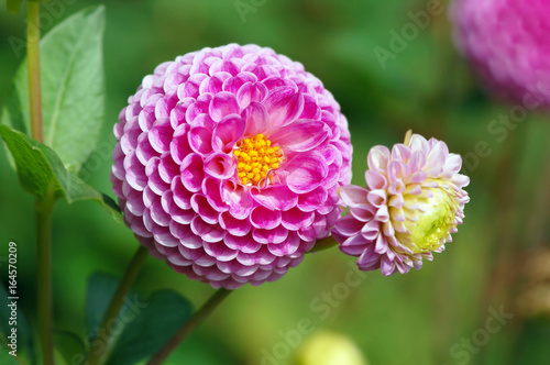 pink dahlia blossom in summer autumn time