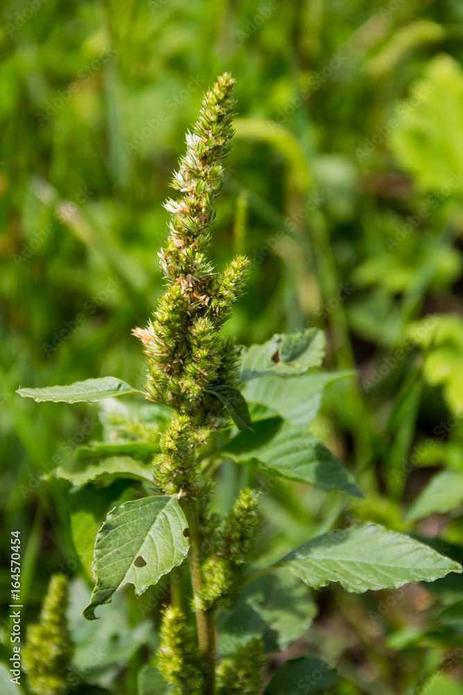 Weed and medicinal plant Amaranthus retroflexus