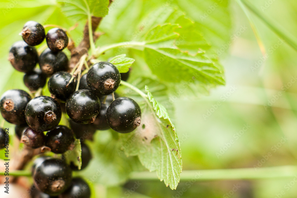 Blackcurrant fruit on the bush. Harvest of ripe fluffy blackcurrant. Black fruits on a green background. Blackcurrant fruit on the bush. Harvest of ripe fluffy blackcurrant. Black fruits on a green background.