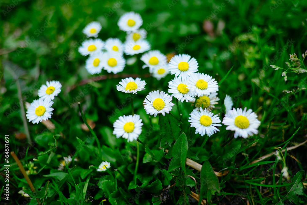 Fototapeta premium Blooming fresh field of camomiles as a background. spring and summer flower.