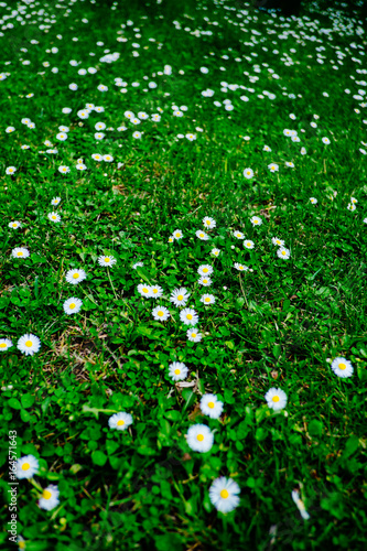 Blooming fresh field of camomiles as a background. spring and summer flower.