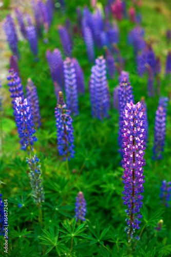 Blooming lupines