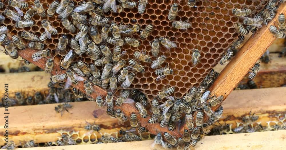 The bee hive is shot close-up in the summer on an apiary The bee hive is shot close-up in the summer on an apiary