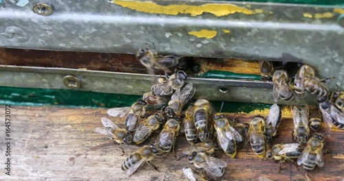 The bee hive is shot close-up in the summer on an apiary