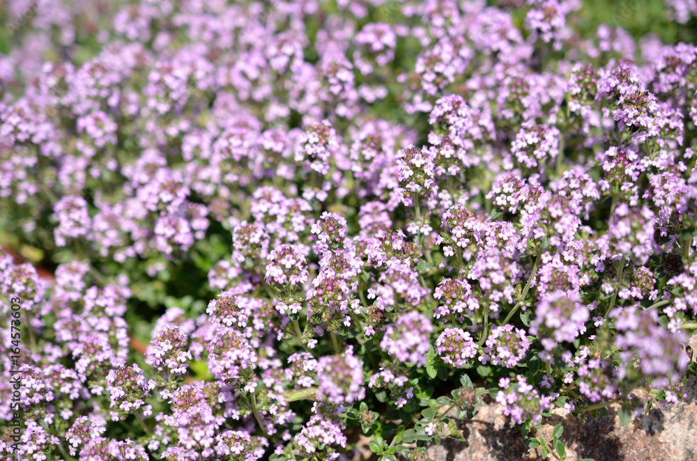 Thyme Thyme