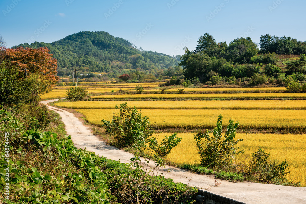 Rural landscape of autumn where rice paddies are yellow.