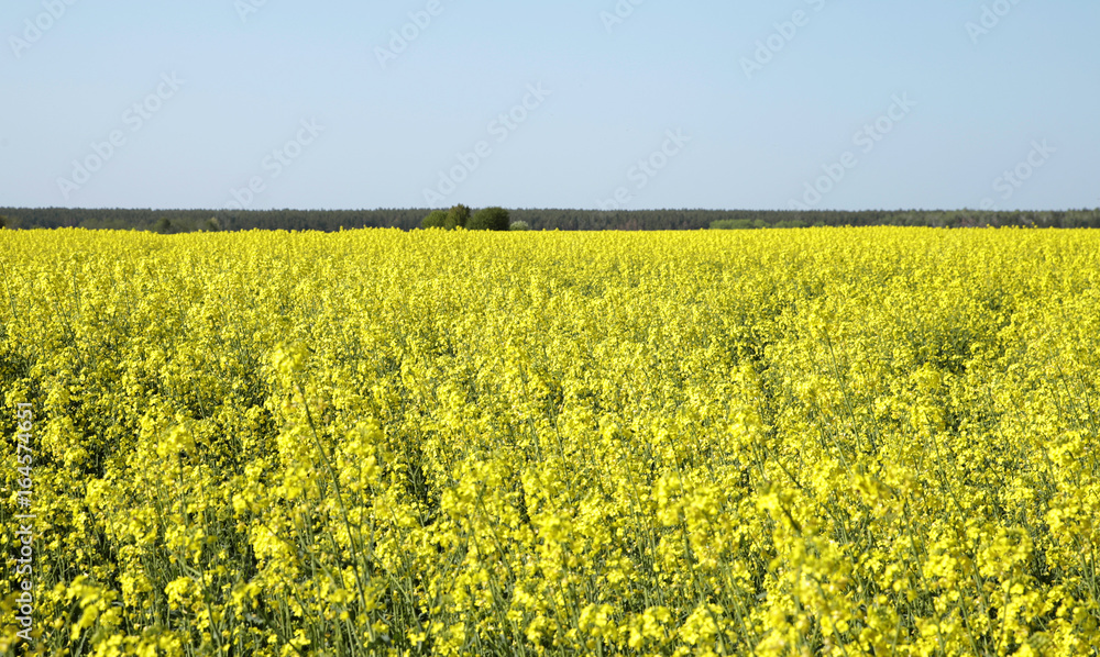 Obraz premium yellow rapeseed field