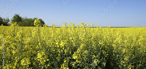 Fototapeta Naklejka Na Ścianę i Meble -   yellow rapeseed field