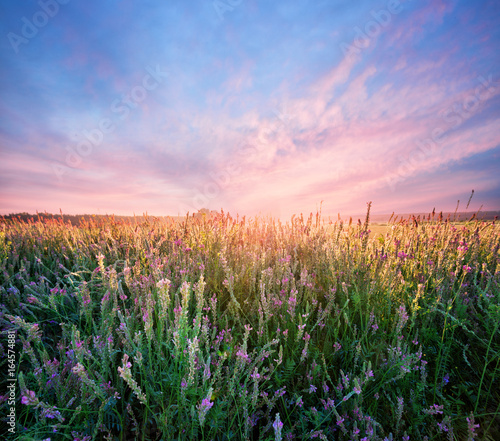 Field with alfalfa flowers at dawn