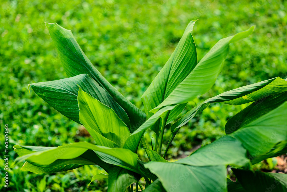 Fototapeta premium curcuma green foliage - botany and botanical backgrounds