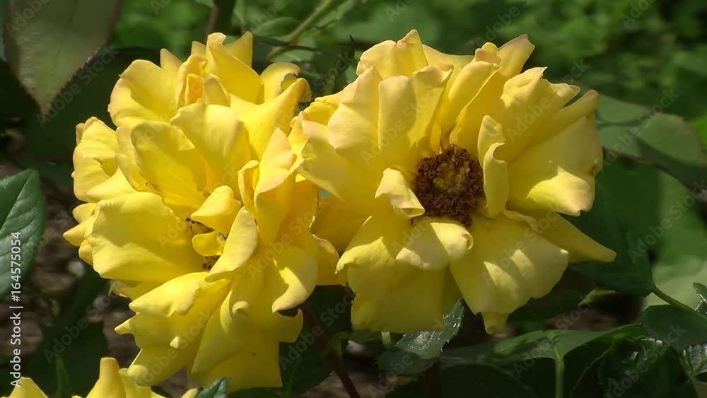 Gelbe Blüten der Rose Gelbe Blüten der Rose
