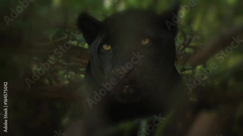 Black Panther Resting On The Shade 2