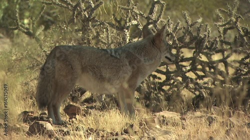 Coyotes Walking Around The Desert 3