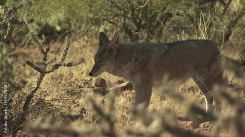 Coyotes Walking Around The Desert 8