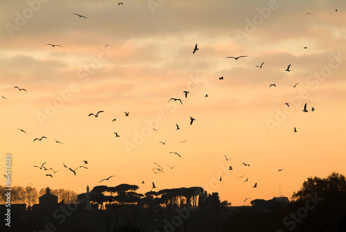 Swarm of gulls in Rome, silhouette orange sky with typical Italian trees