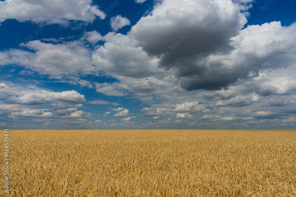 Summer wheat field with blue sky.
