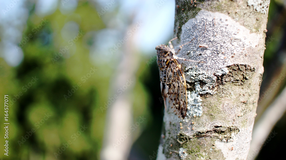 Obraz premium セミ