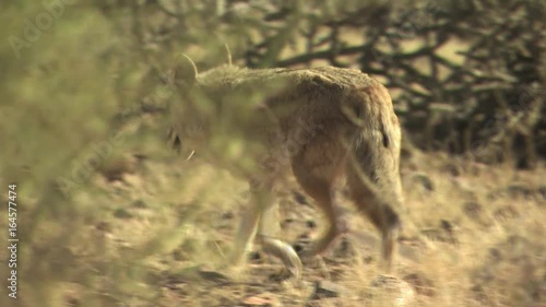 Coyotes Walking Around The Desert 5