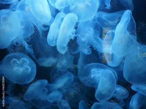 many Moon jellyfish drifting softly underwater photo