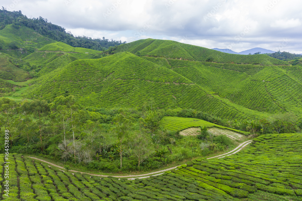 Fototapeta premium Beautiful scenery of tea plantation at Cameron Highlands, Pahang, Malaysia