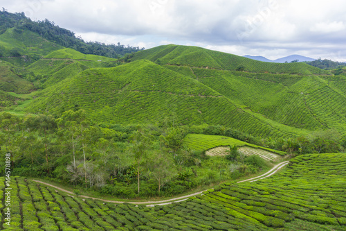 Beautiful scenery of tea plantation at Cameron Highlands, Pahang, Malaysia © iswan