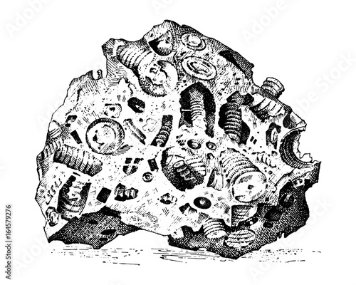 Fossilized plants, stones and minerals, crystals, prehistoric animals, archeology or paleontology. fragment fossils. engraved hand drawn in old sketch and vintage style.