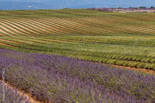 lavender fileds, valensole, france, provence, lavender flowers